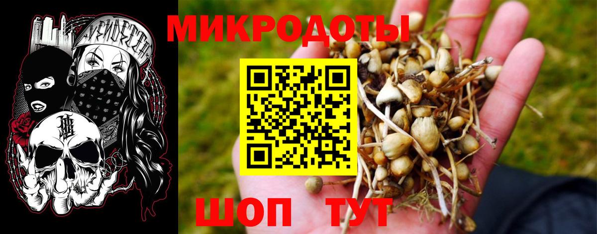 Галлюциногенные грибы Psilocybine cubensis Юрга